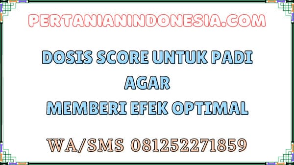 Dosis Score Untuk Padi Agar Memberi Efek Optimal